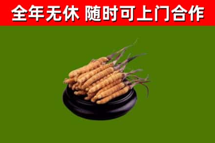 光明区烟酒回收冬虫夏草.jpg