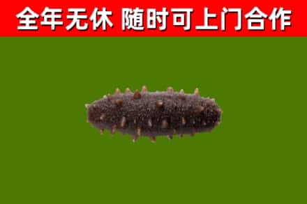 光明区烟酒回收干海参.jpg
